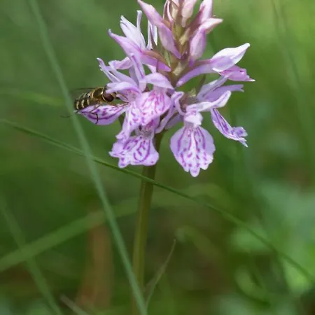 Le Gypaete, T1 Bis, Vue Montagne, Wifi, Ascenseur, Balcon, 6 Personnes
