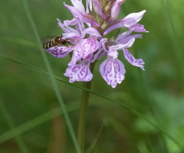 Le Gypaete, T1 Bis, Vue Montagne, Wifi, Ascenseur, Balcon, 6 Personnes